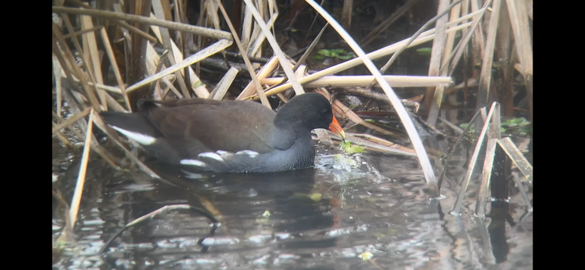 Common Gallinule - ML646225607