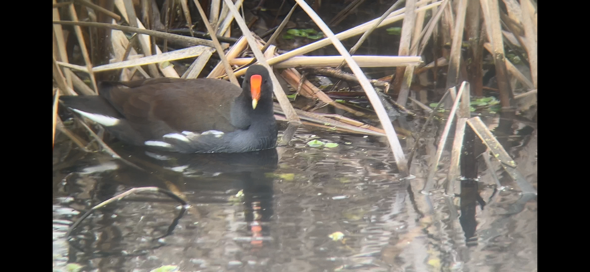 סופית אמריקנית - ML646225608