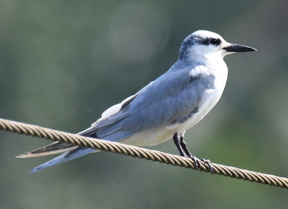 Whiskered Tern - ML646225609