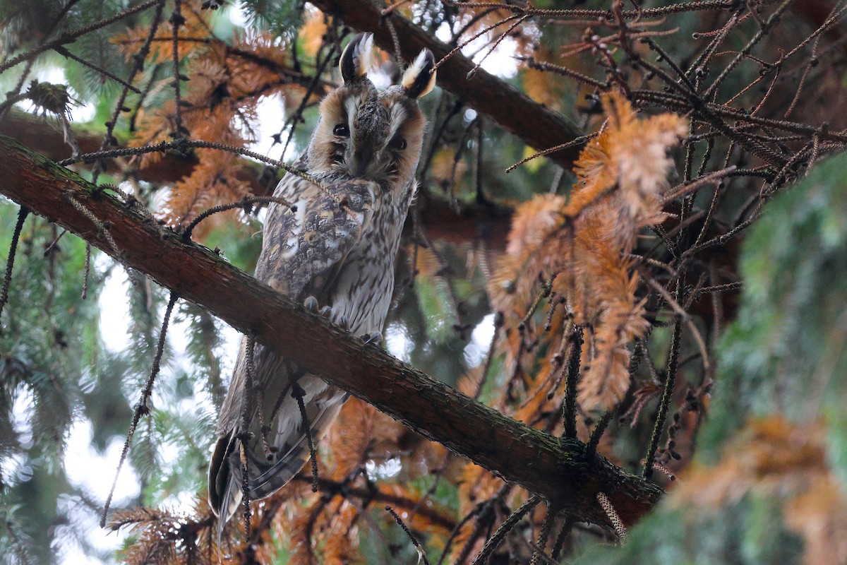 Long-eared Owl - ML646225610