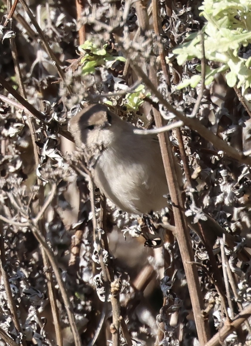 Bushtit - ML646225611
