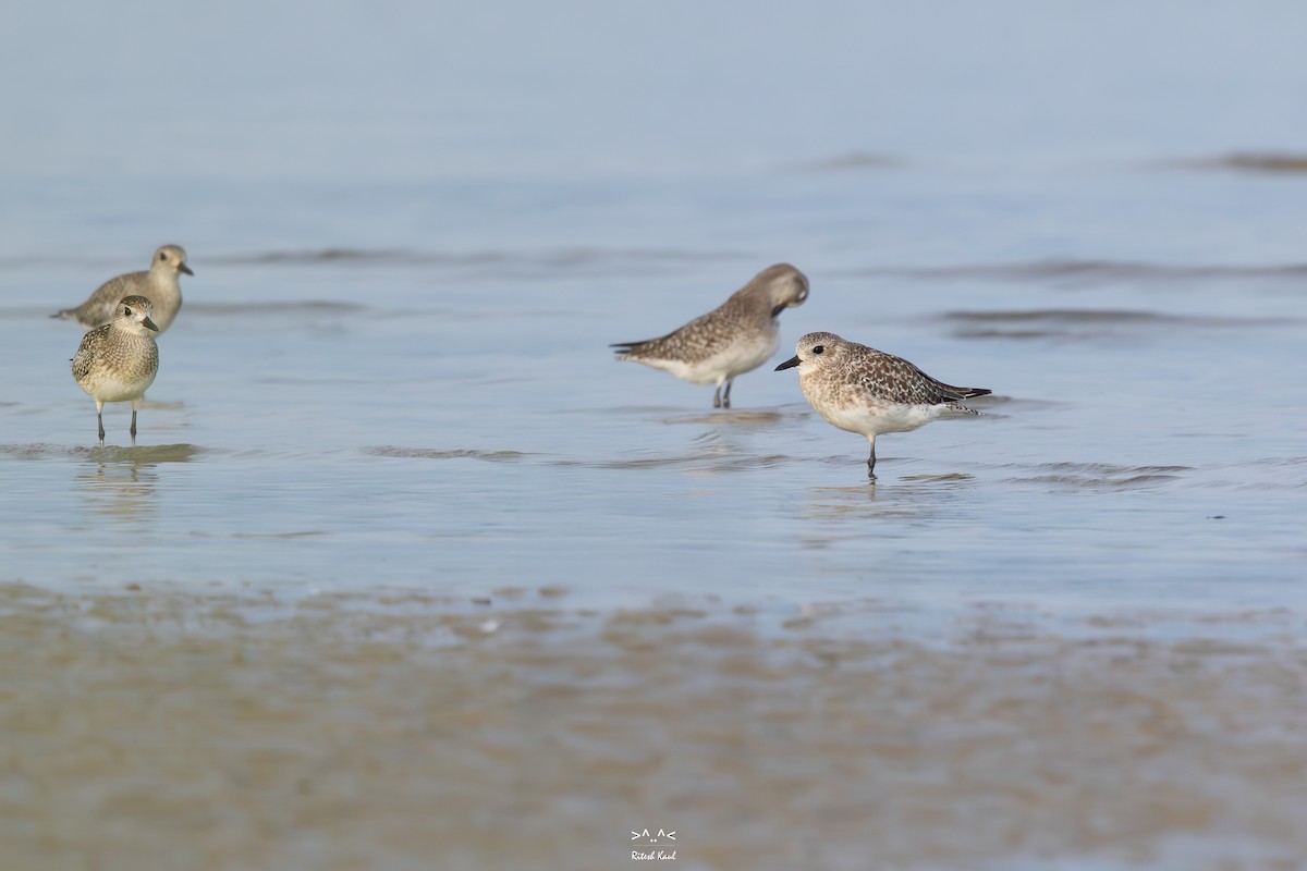 Black-bellied Plover - ML646225612