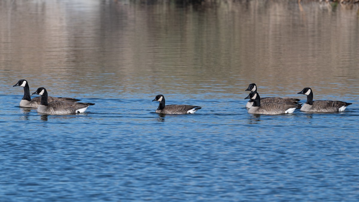 Cackling Goose - ML646225613