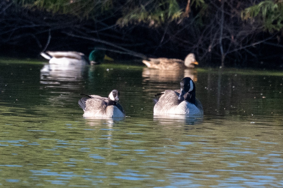 Cackling Goose - ML646225614