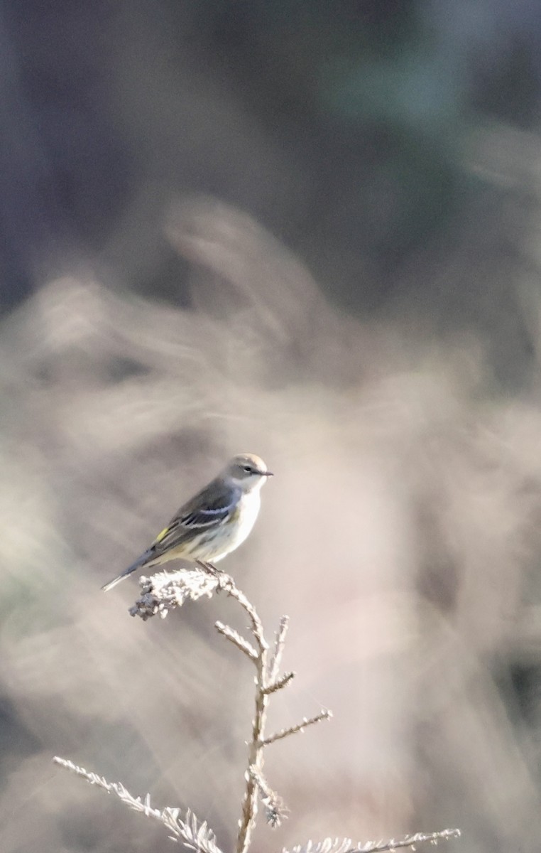 Yellow-rumped Warbler - ML646225615