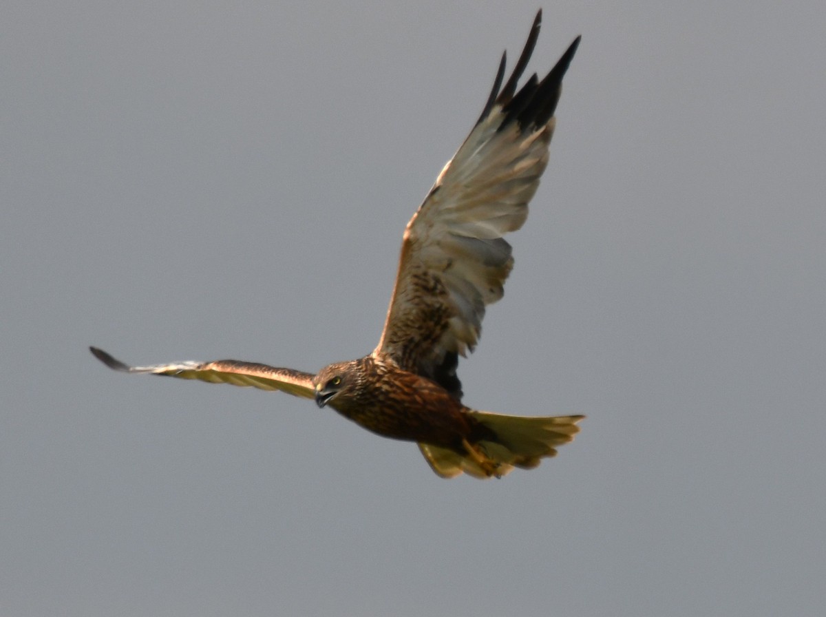 Western Marsh Harrier - ML646225616