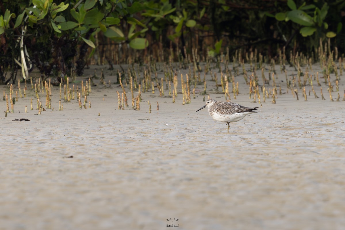 Great Knot - ML646225617
