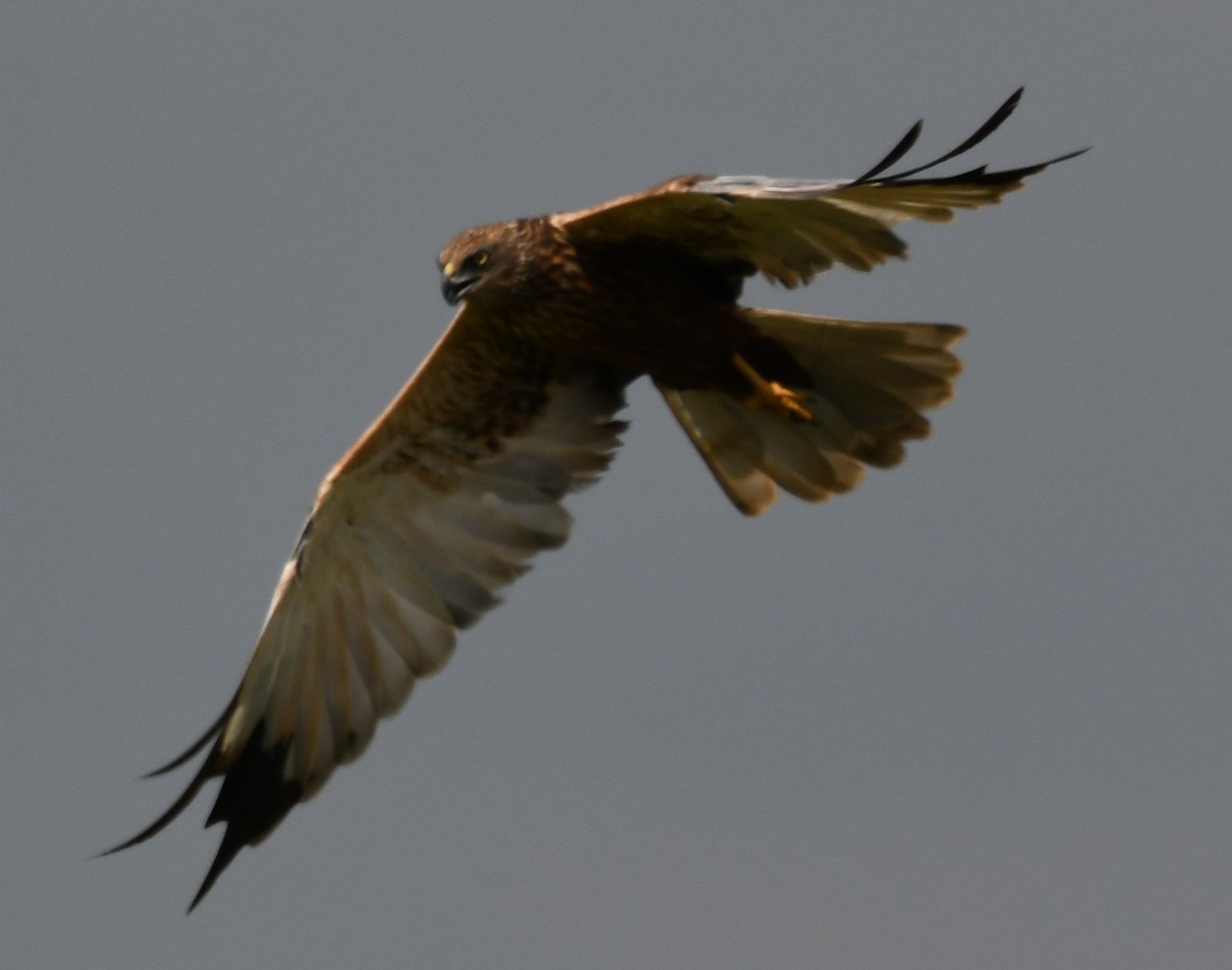 Western Marsh Harrier - ML646225618