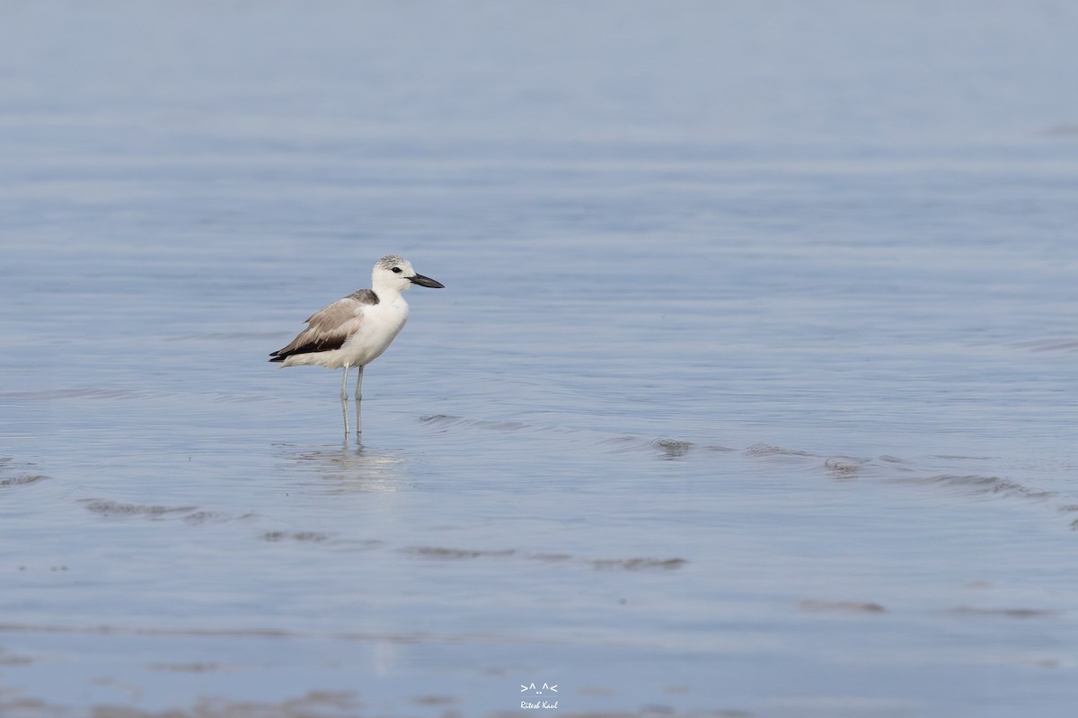 Crab-Plover - ML646225619