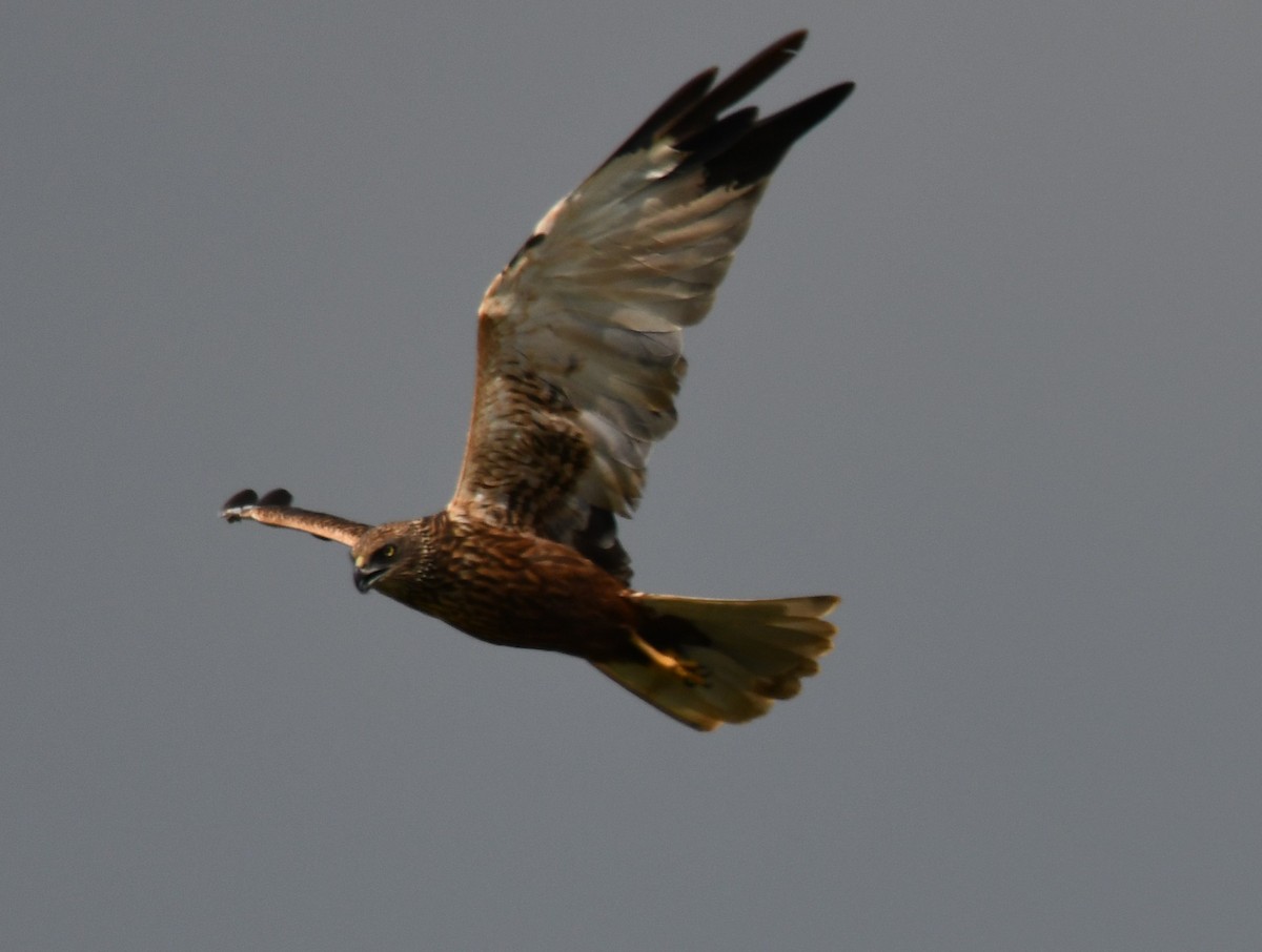 Western Marsh Harrier - ML646225620