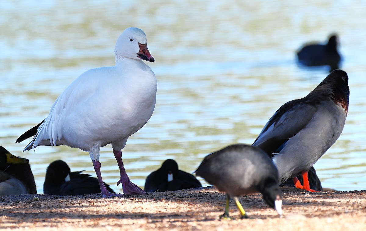 Snow Goose - ML646225621