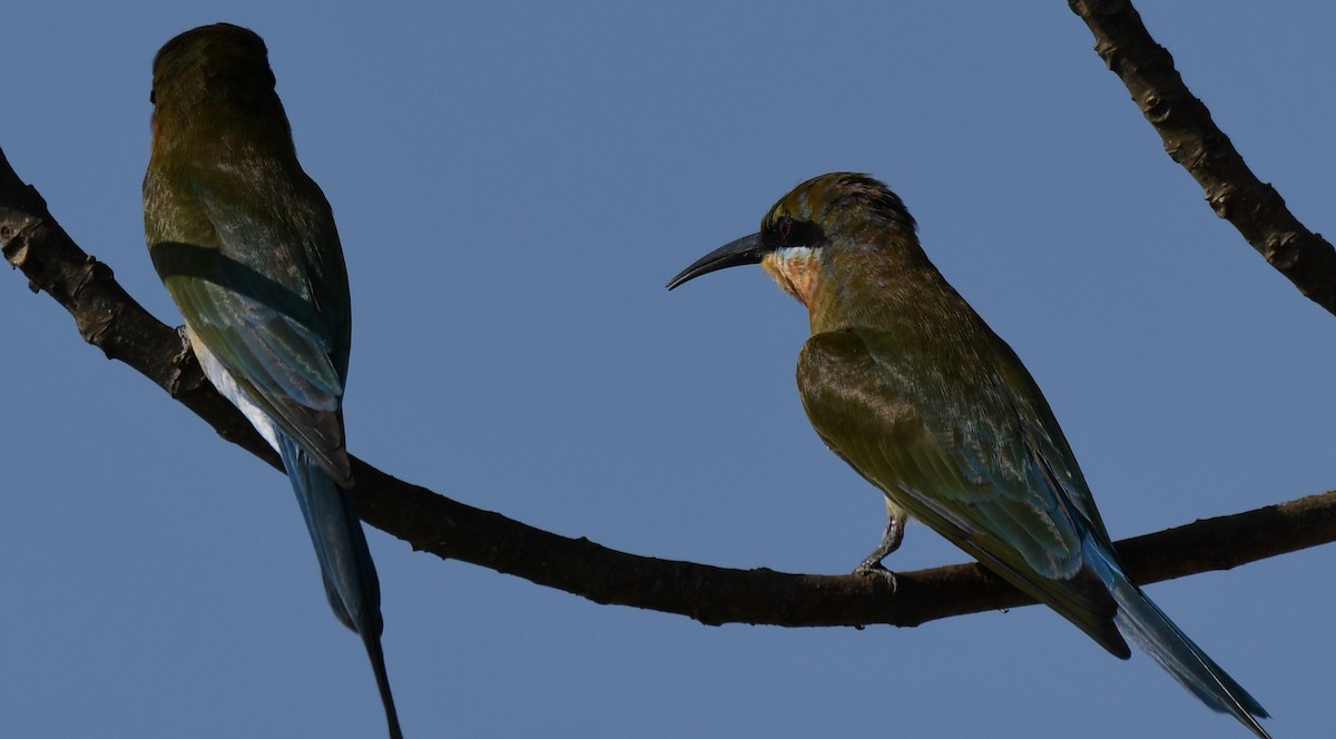 Blue-tailed Bee-eater - ML646225622