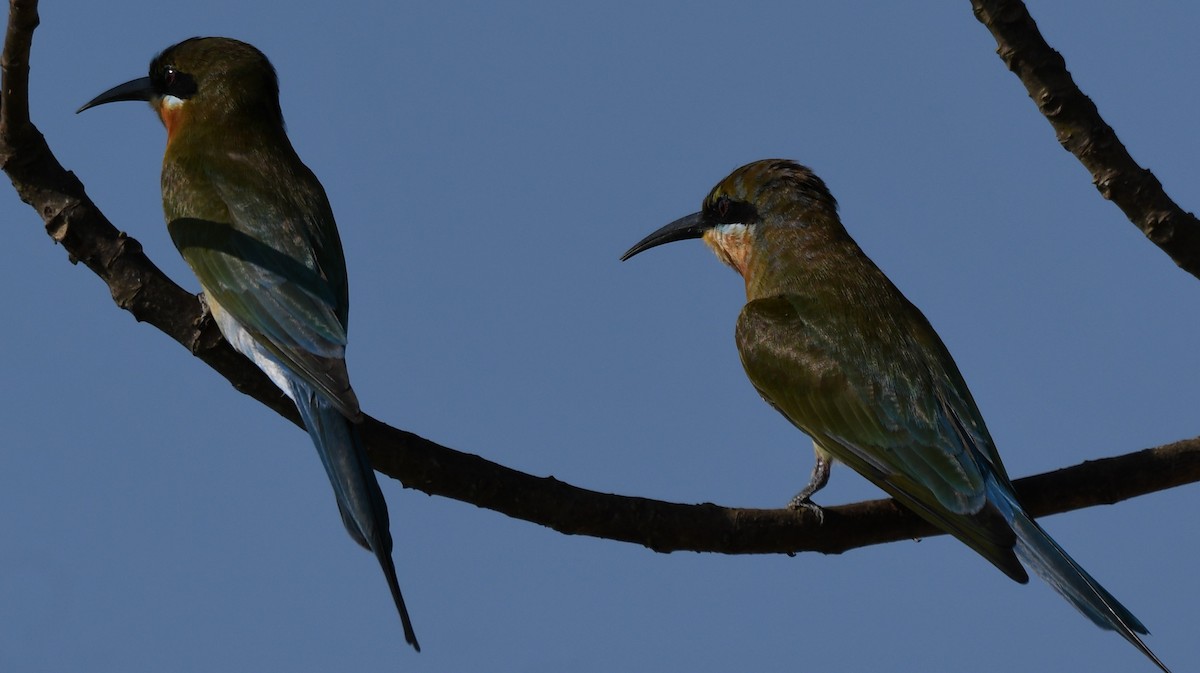 Blue-tailed Bee-eater - ML646225624