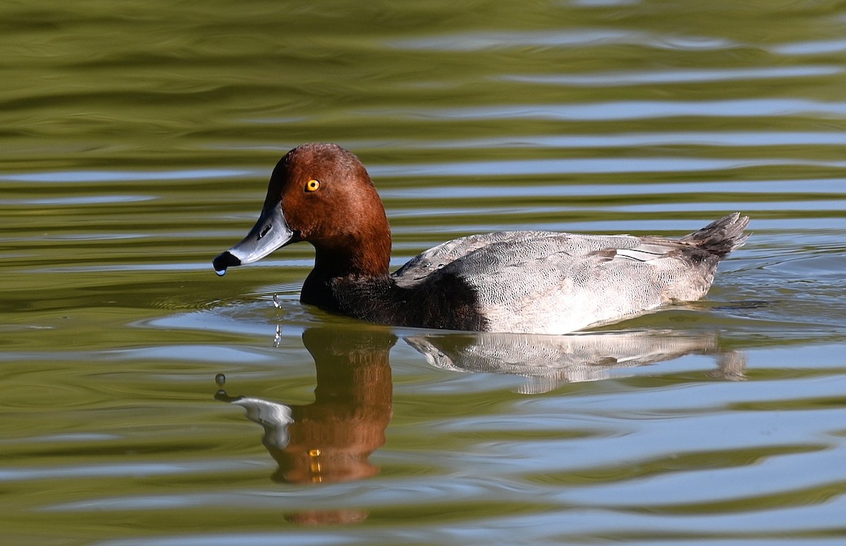 Redhead - ML646225625