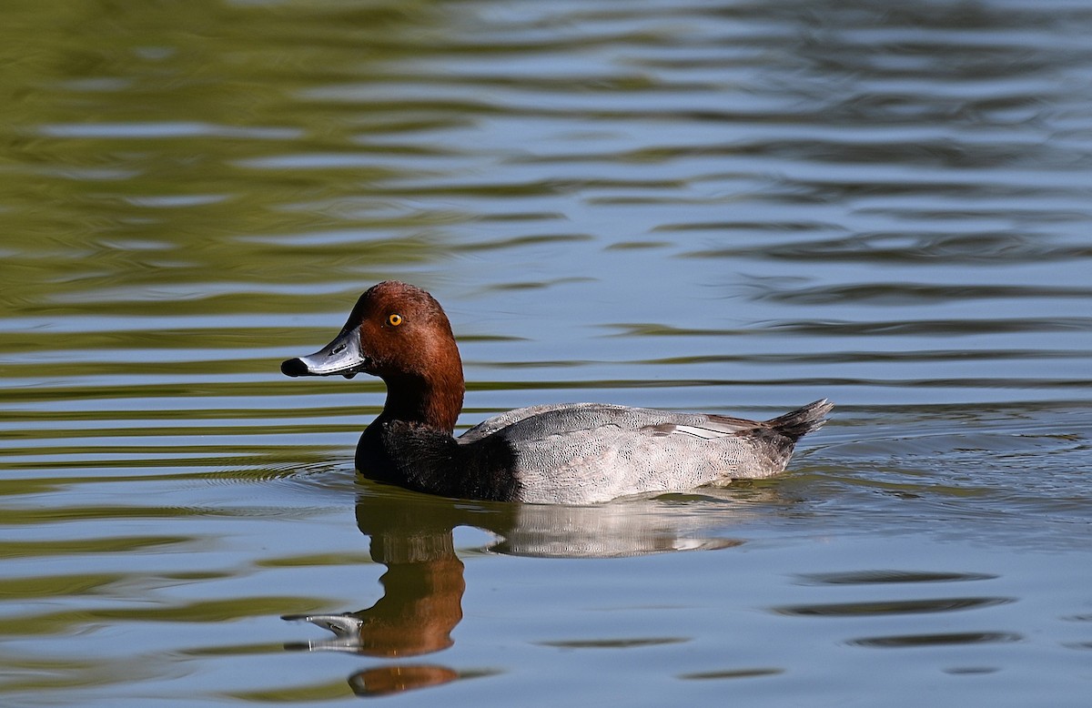 Redhead - ML646225626