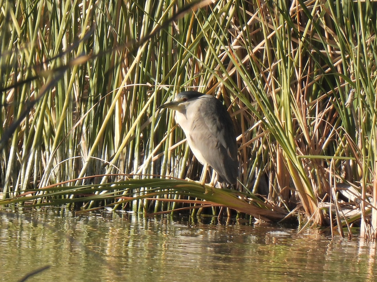 夜鷺 - ML646225629