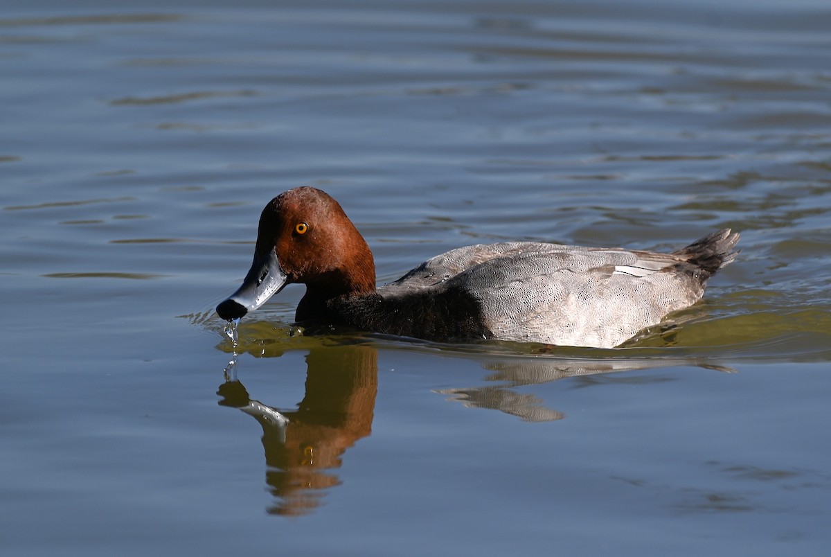 Redhead - ML646225630