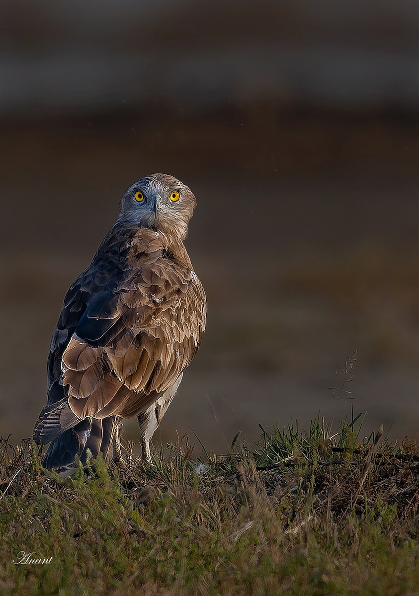 Змієїд блакитноногий - ML646225632