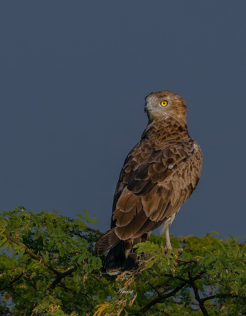 Змієїд блакитноногий - ML646225634