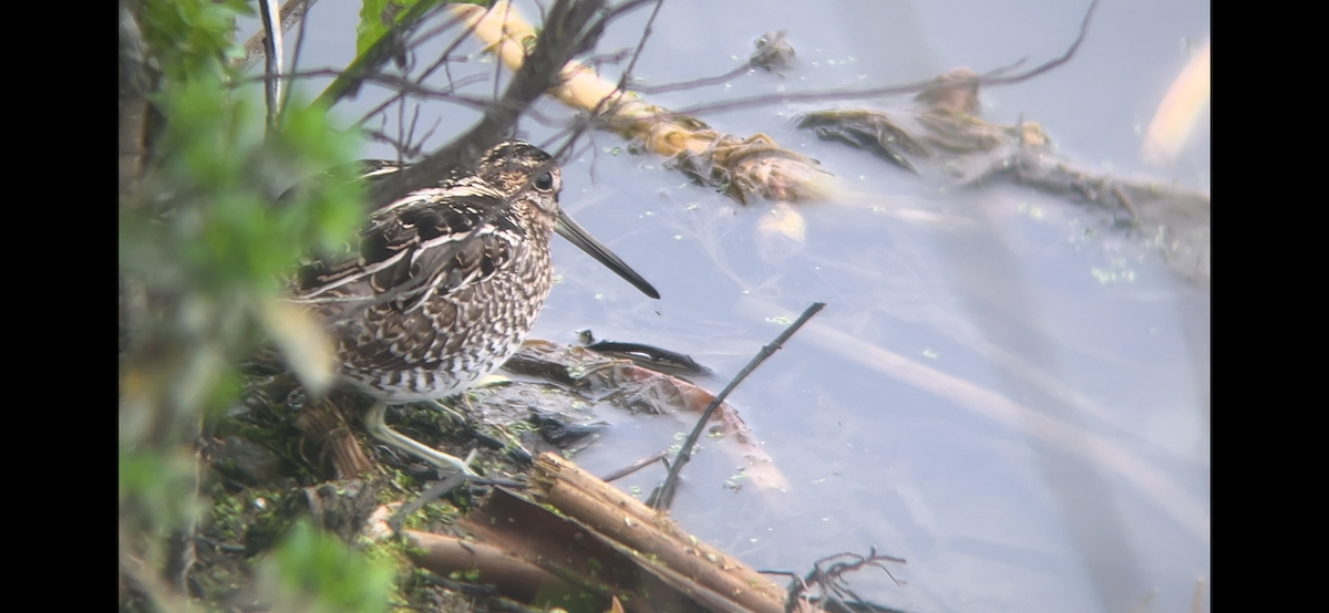 חרטומית אמריקנית - ML646225636