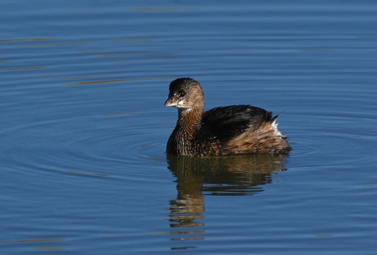 טבלן עקוד-מקור - ML646225638