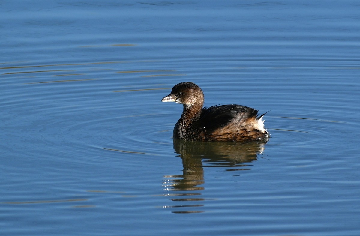 טבלן עקוד-מקור - ML646225639