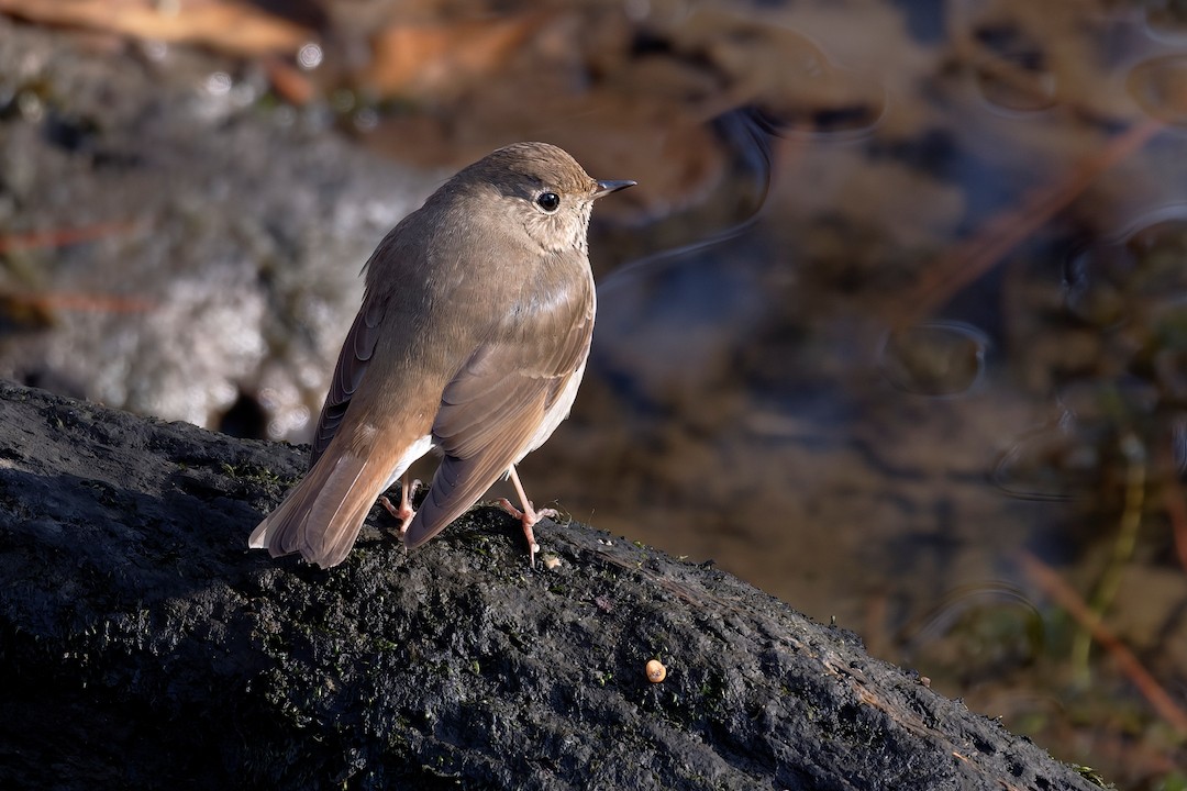 קיכלי חלוד-זנב - ML646225642