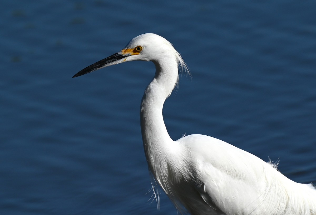 לבנית אמריקנית - ML646225643
