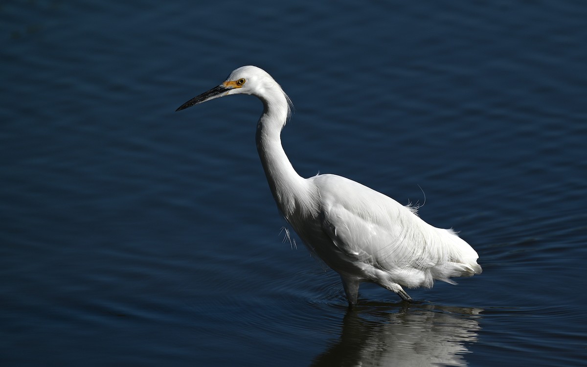 לבנית אמריקנית - ML646225645