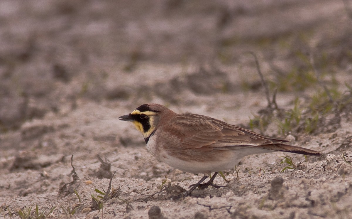 צחיחנית חרמון - ML646225647