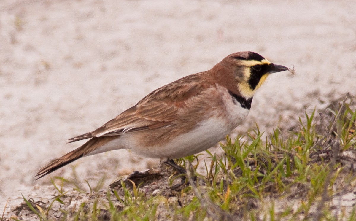 צחיחנית חרמון - ML646225648