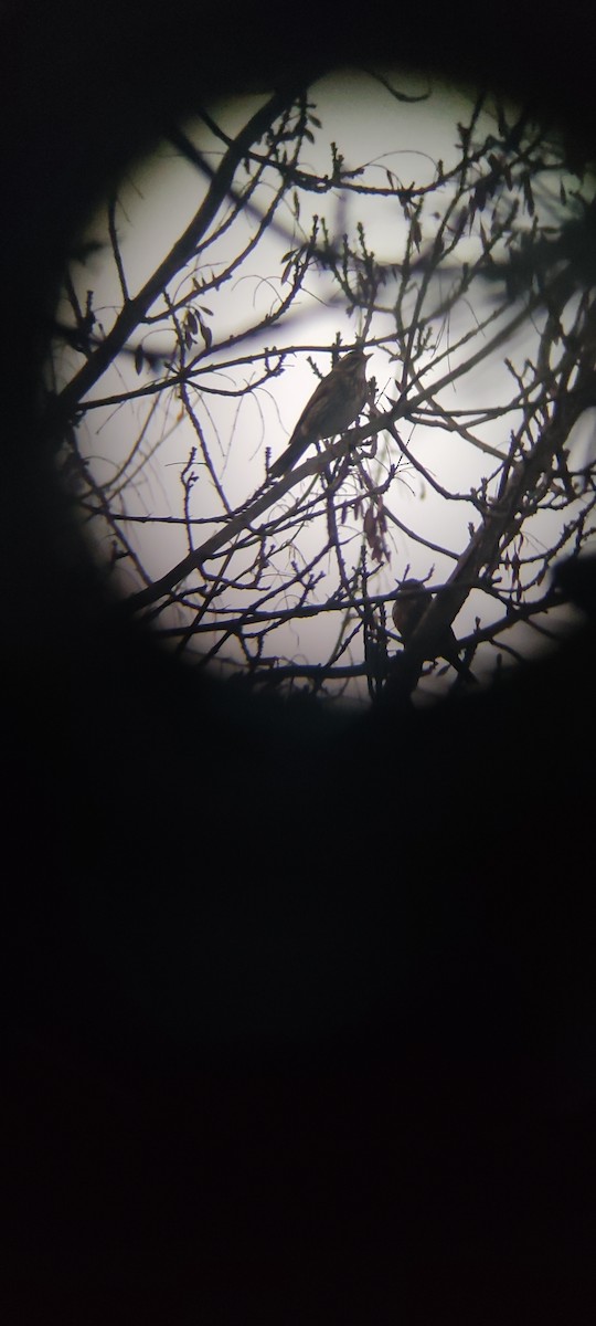 קיכלי לבן-גבה - ML646225649