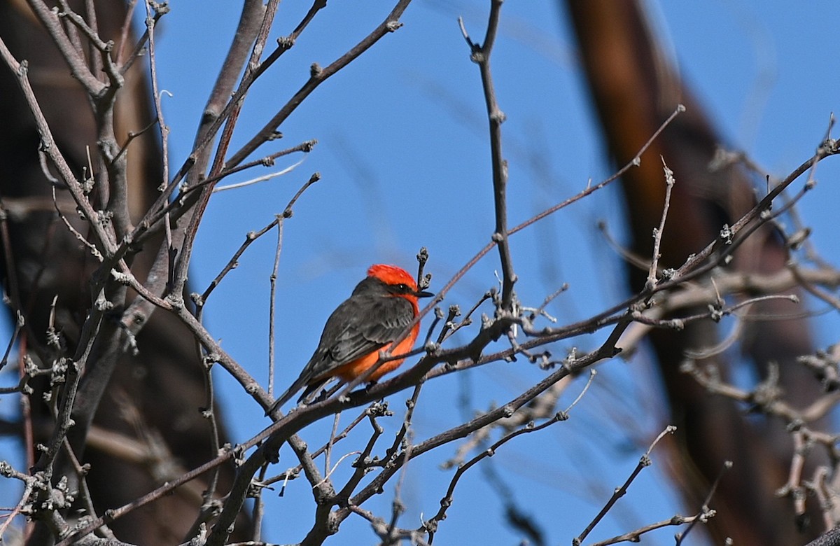 Vermilion Flycatcher - ML646225651