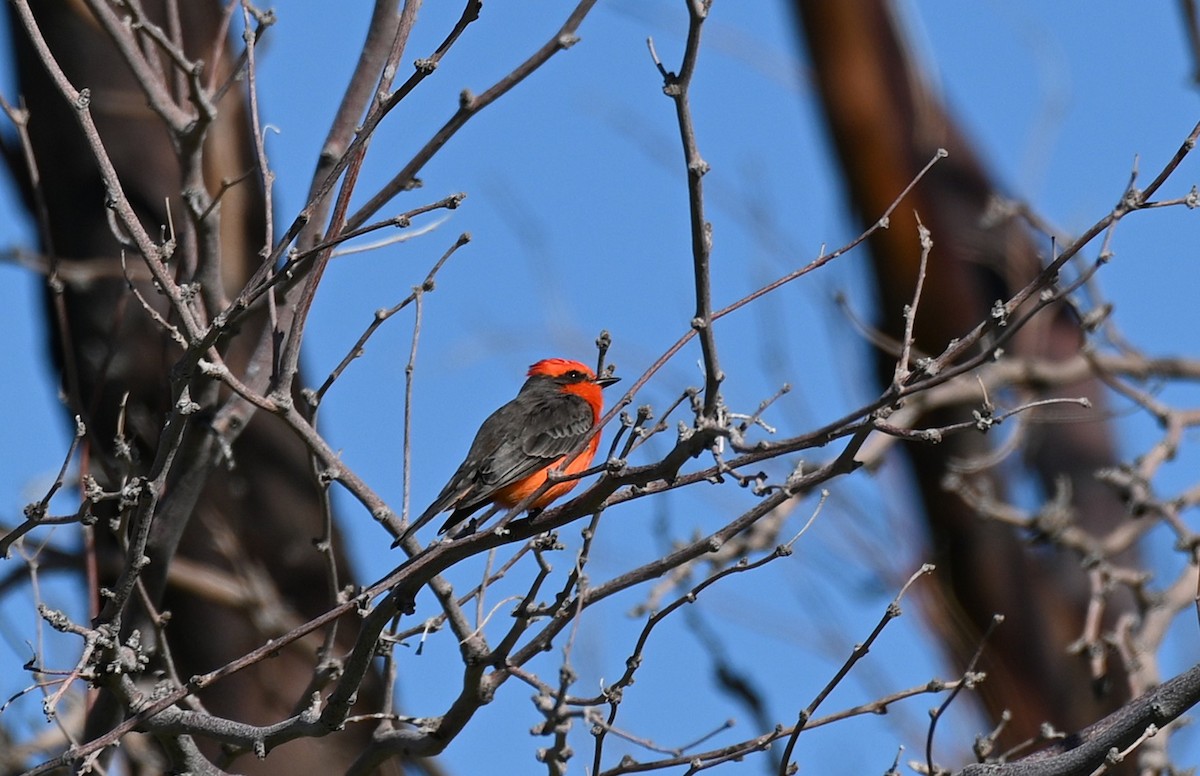 Vermilion Flycatcher - ML646225652