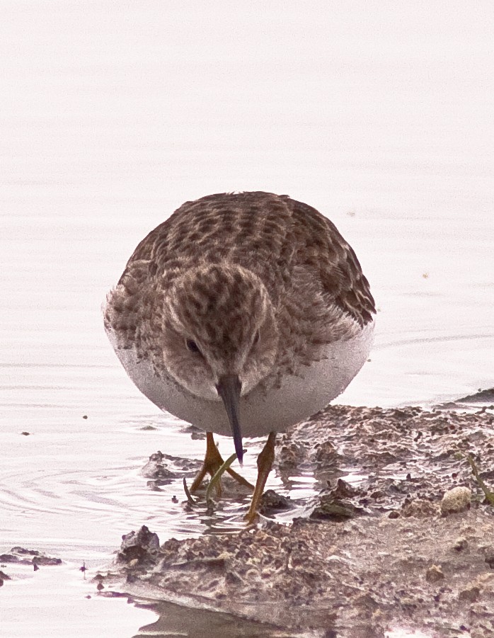 חופית זעירה - ML646225653