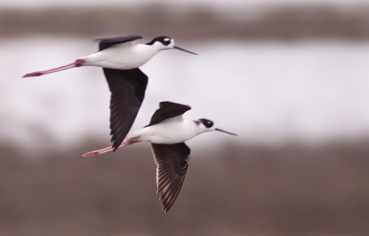 Black-necked Stilt - ML646225655