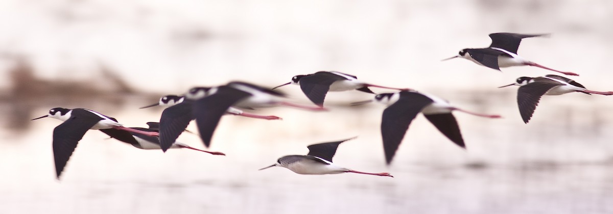 Black-necked Stilt - ML646225656