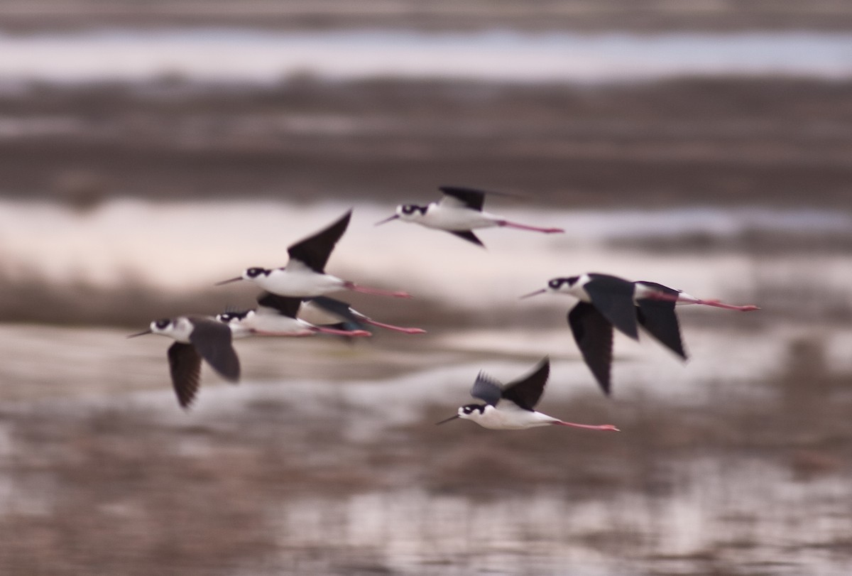 Black-necked Stilt - ML646225657