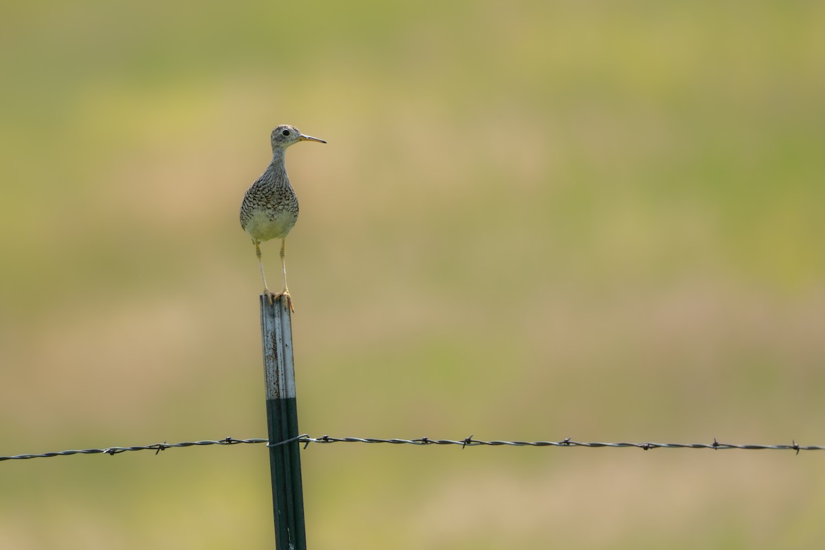 ביצנית זנבתנית - ML646225660