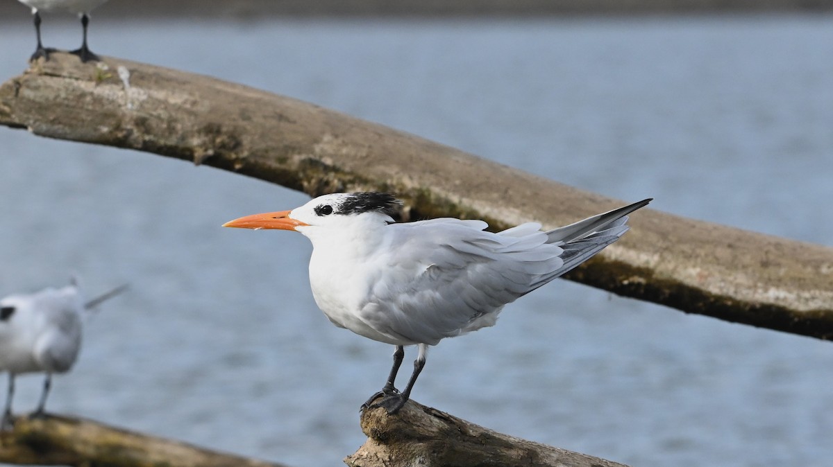 שחפית גדולה - ML646225662