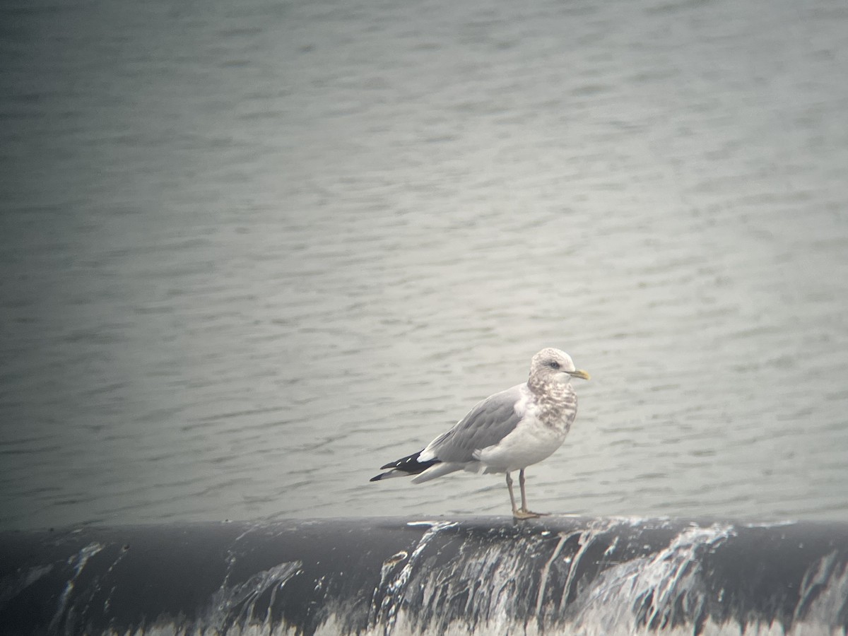 שחף אפרורי אמריקני - ML646225664