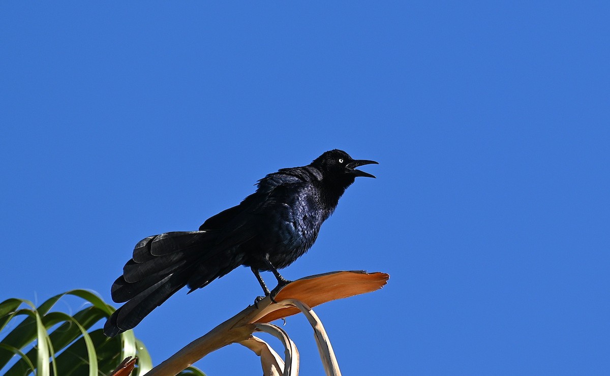 Great-tailed Grackle - ML646225665