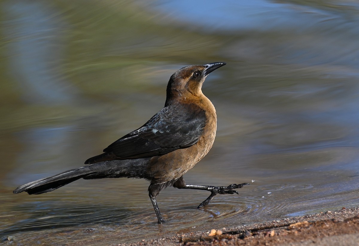Great-tailed Grackle - ML646225666