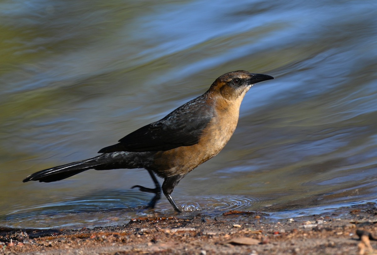 Great-tailed Grackle - ML646225667