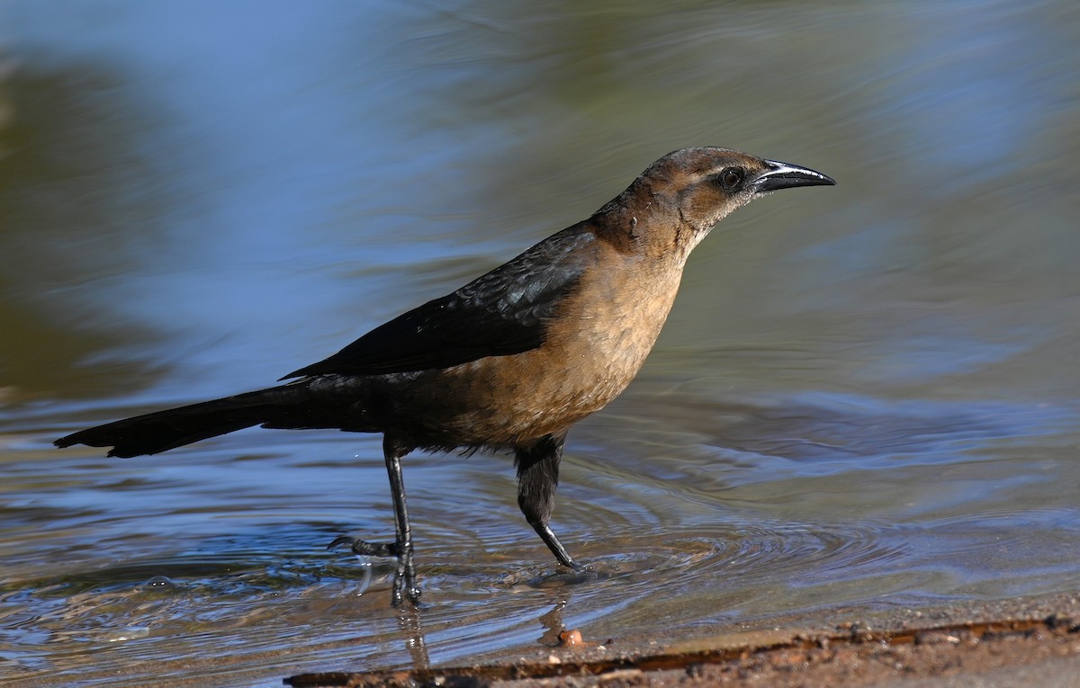Great-tailed Grackle - ML646225668