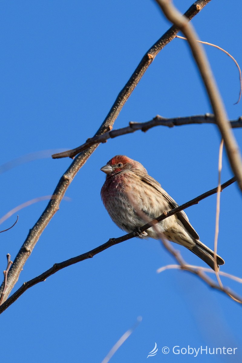 House Finch - ML646225669