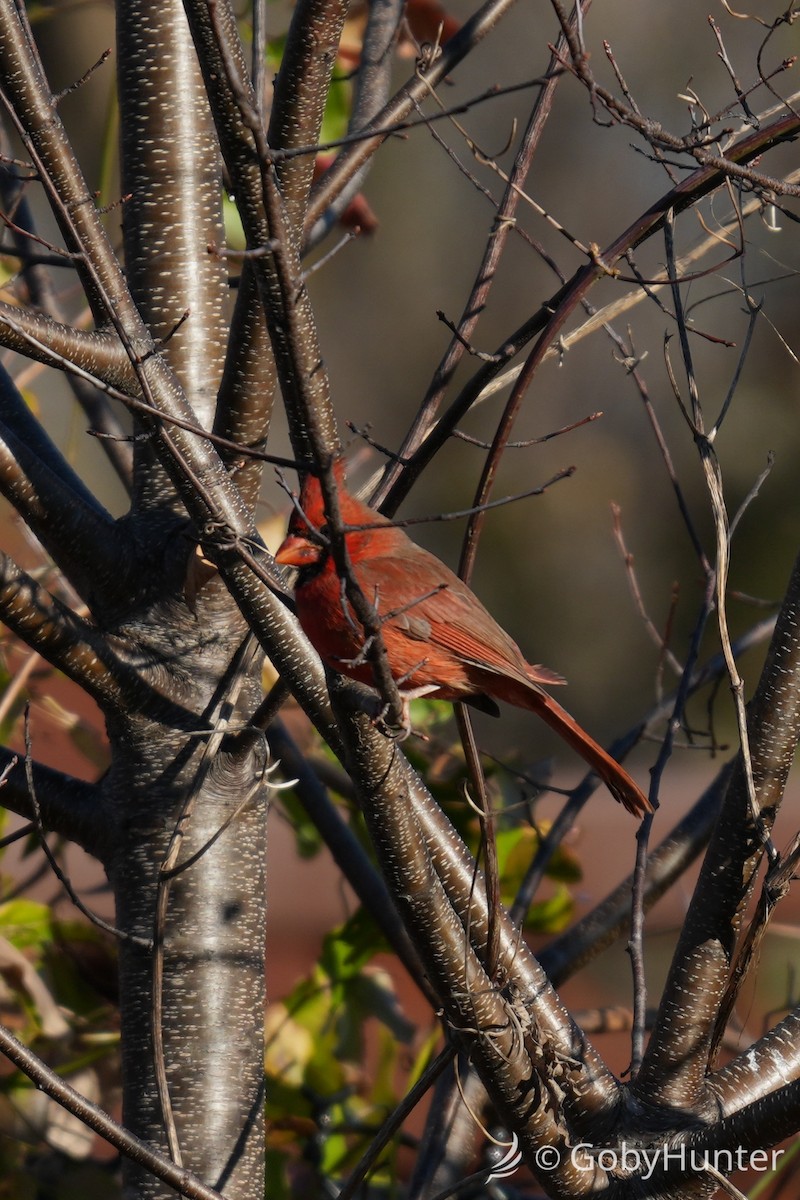 קרדינל צפוני - ML646225670