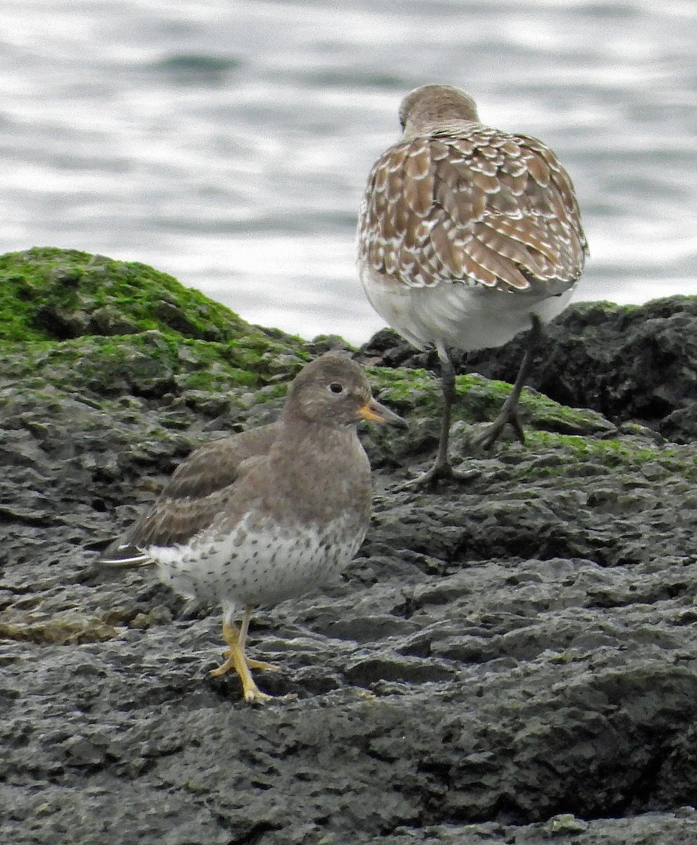 アライソシギ - ML646225679