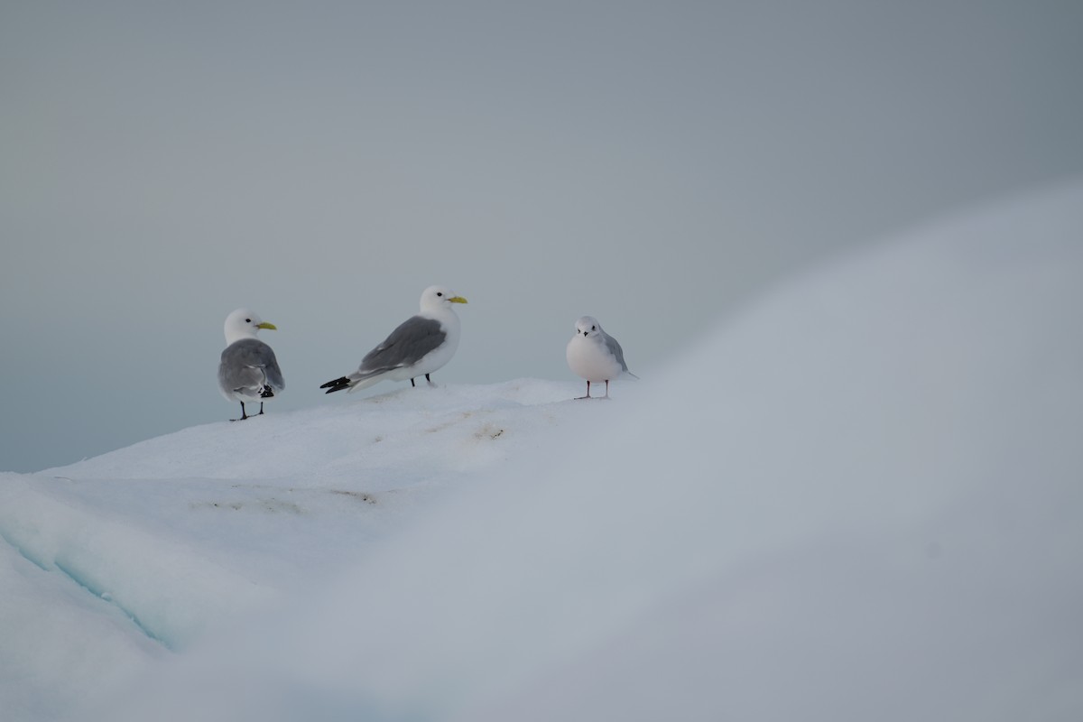 Antxeta arrosa - ML646225683