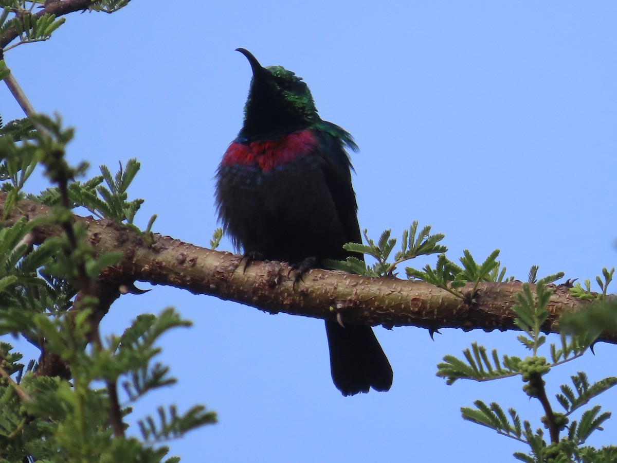 Marico Sunbird - ML646225684